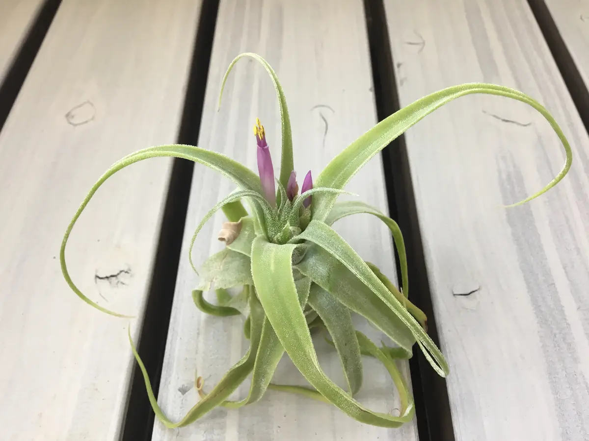 〈菫〉Tillandsia 'P M' x ディグエティー　チランジア チランジア ディグエティ × フックシー Tillandsia diguetii × fuchsii