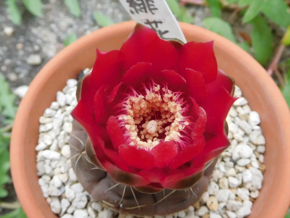 緋花玉・ロビビオ・100均のサボテン｜園芸日記byひょこりん｜みんなの