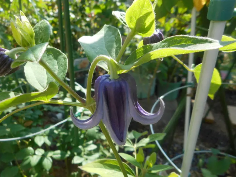 カールが可愛いクレマチス