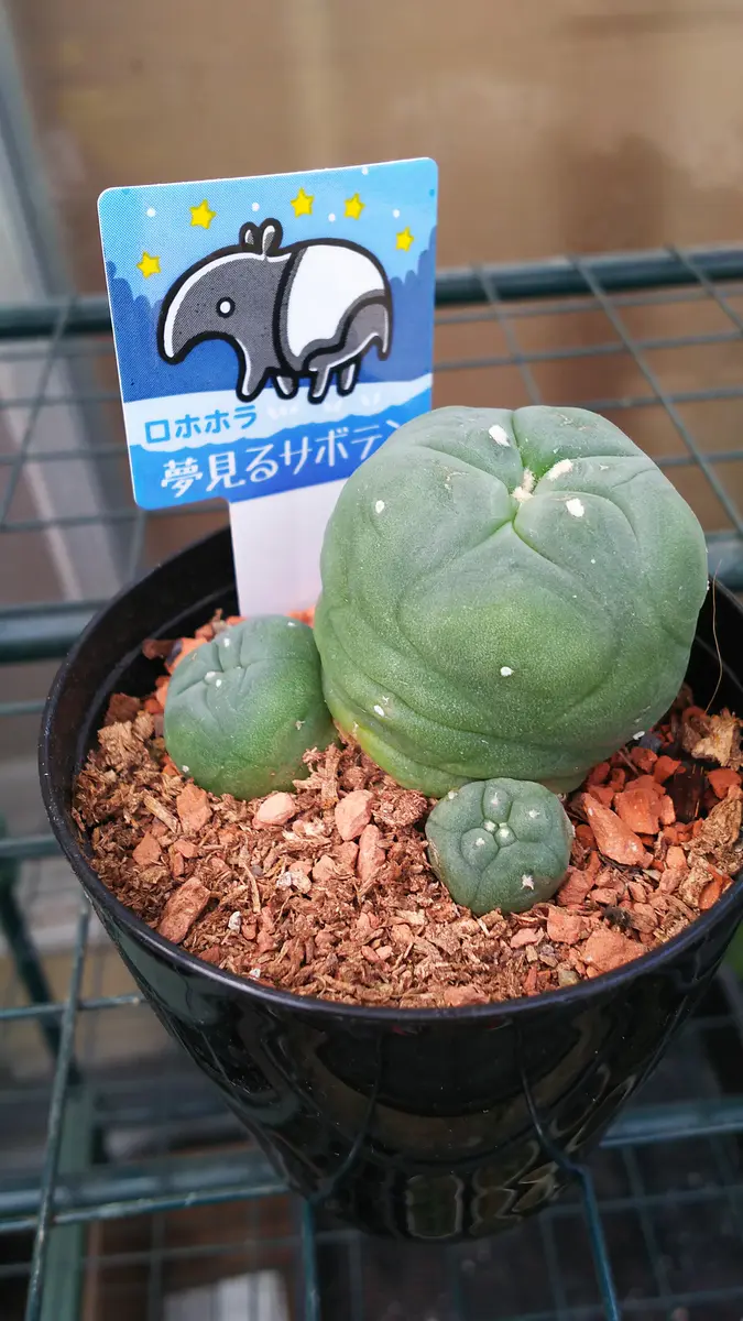 夢見るサボテン?｜園芸日記by肥後太郎｜みんなの趣味の園芸｜692570