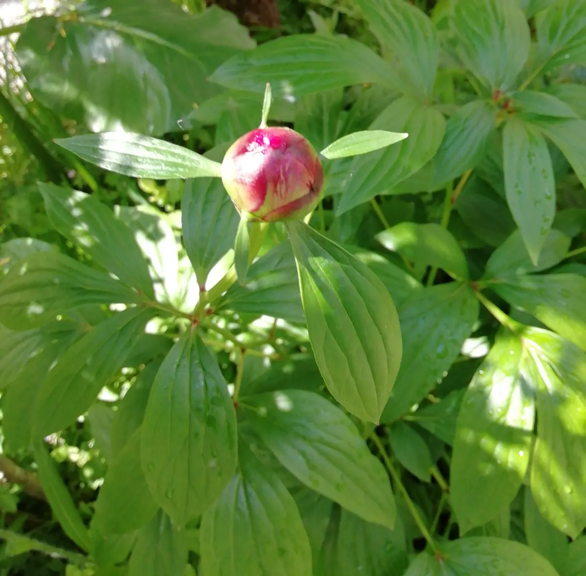 芍薬 の 葉