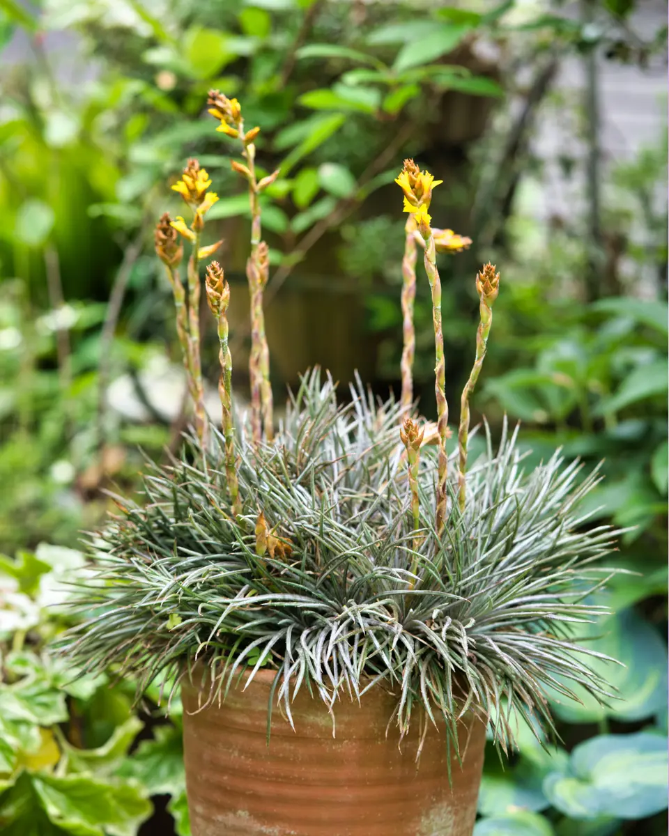 ディッキア コリスタミネア シルバー 綴化 ディッキア コリスタミネア Dyckia choristaminea | mana's fa
