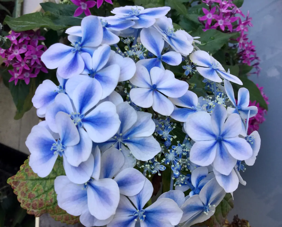 ペンタスと紫陽花〜🌟｜園芸日記bysumireco｜みんなの趣味の園芸｜693795