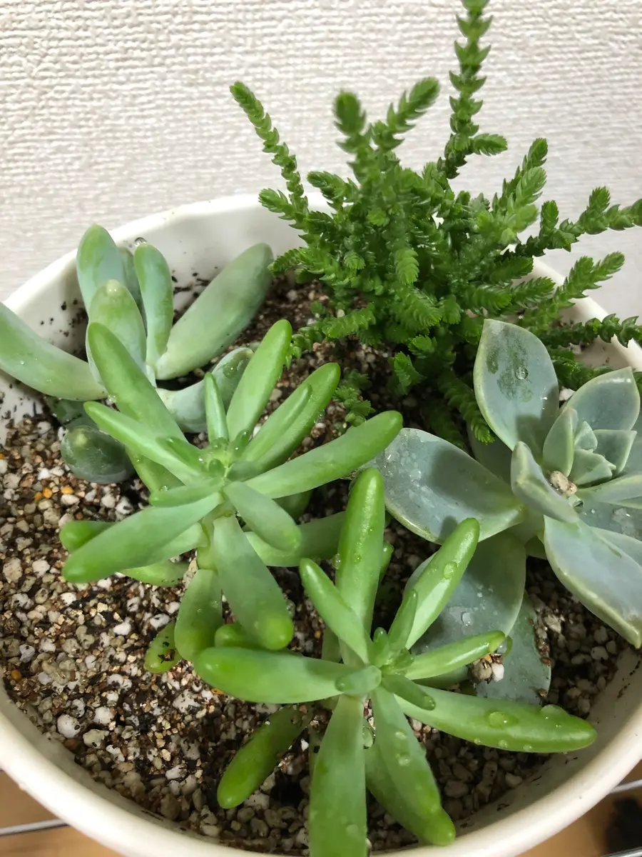 ✿多肉寄せ植え✿ワイヤークラフト✿そのまま飾れます 多肉植物の寄せ