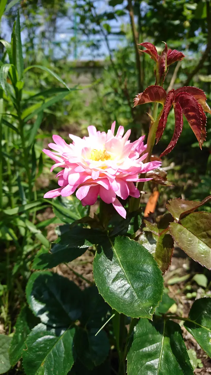 押し木バラシーアネモネやっと咲きました！！｜園芸日記byひいらぎ笑顔