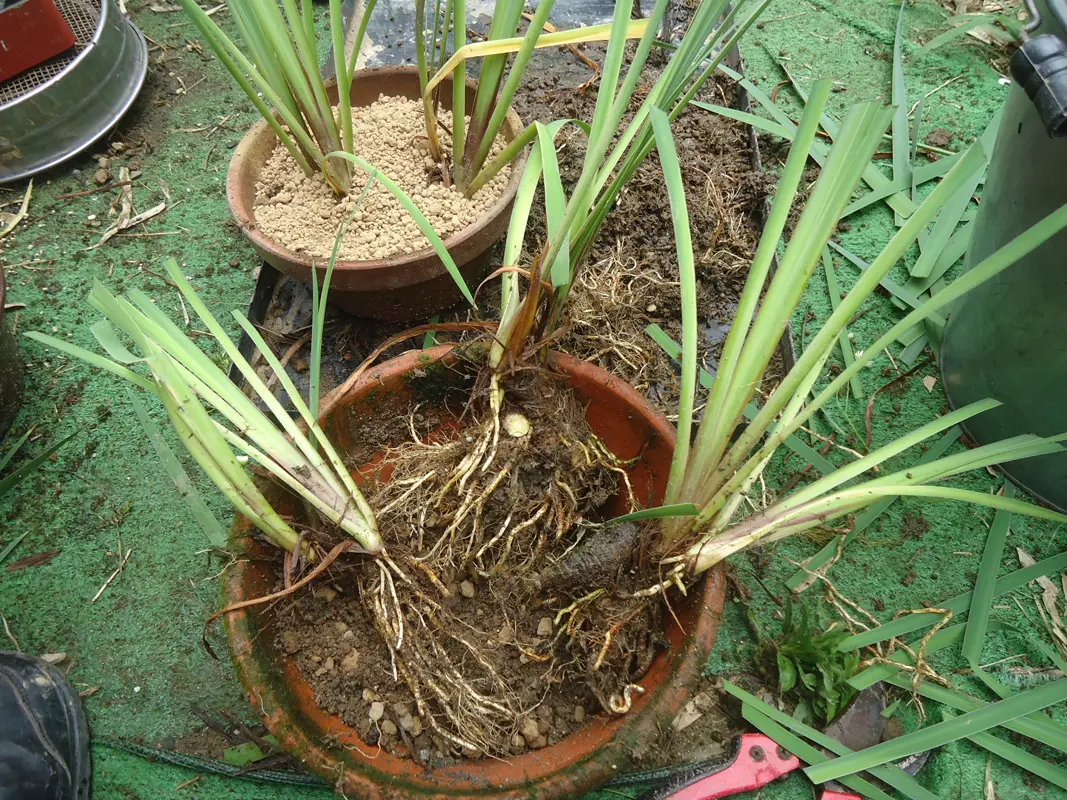 カキツバタの株分け｜園芸日記bycohoh｜みんなの趣味の園芸｜695473