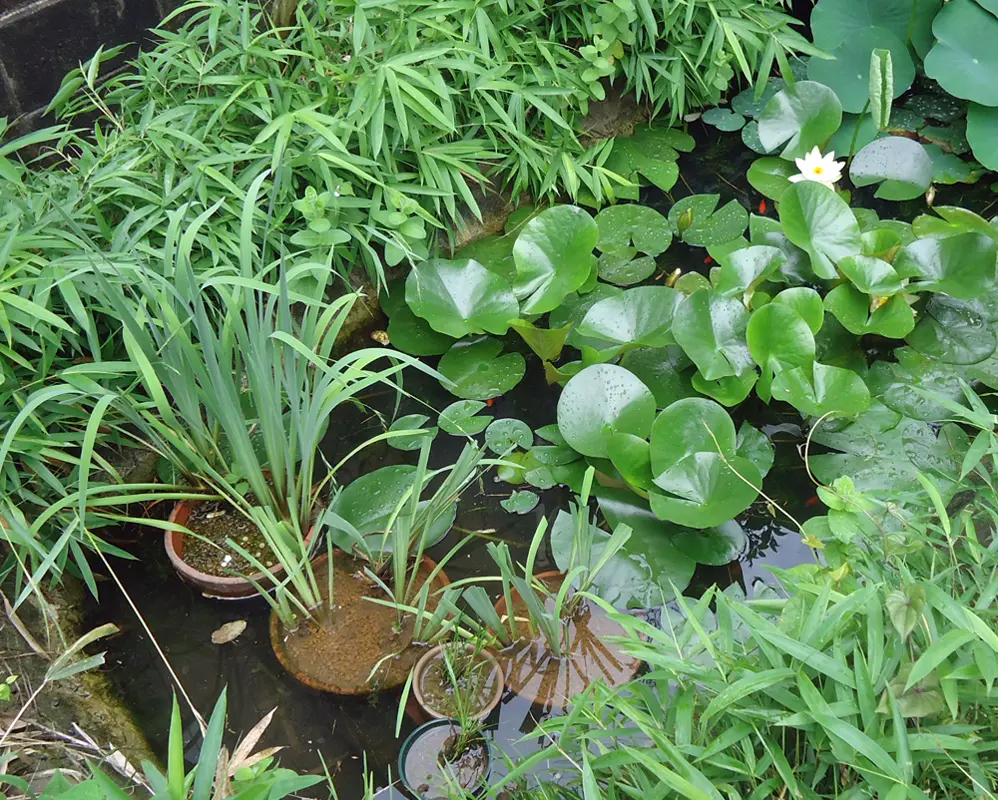 カキツバタの株分け｜園芸日記bycohoh｜みんなの趣味の園芸｜695473