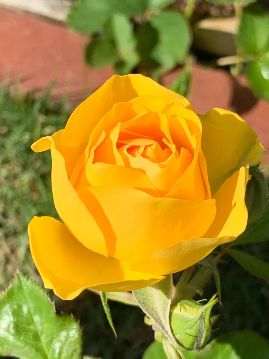 💛幸せの黄色いバラ💛｜園芸日記byP.Rose844｜みんなの趣味の