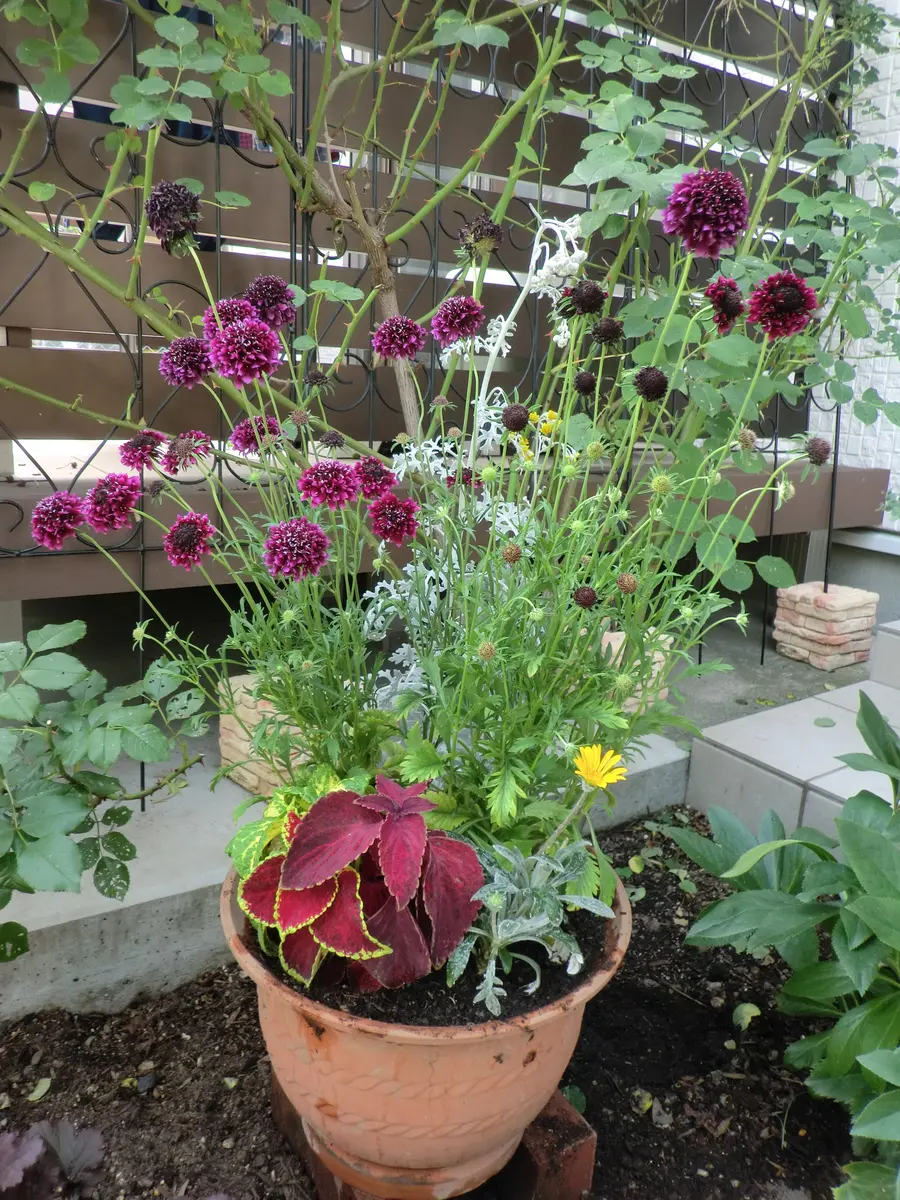 寄せ植え完了！｜園芸日記byえいこママ｜みんなの趣味の園芸｜695913