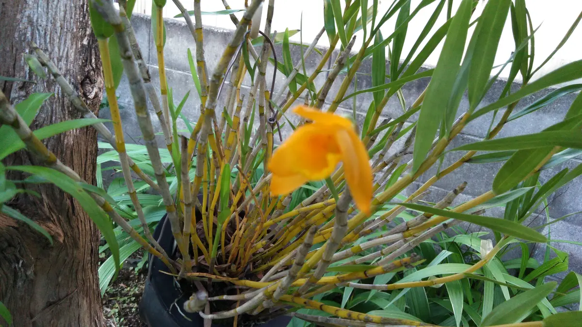 台湾セッコクの開花｜園芸日記byキラkira｜みんなの趣味の園芸｜695999