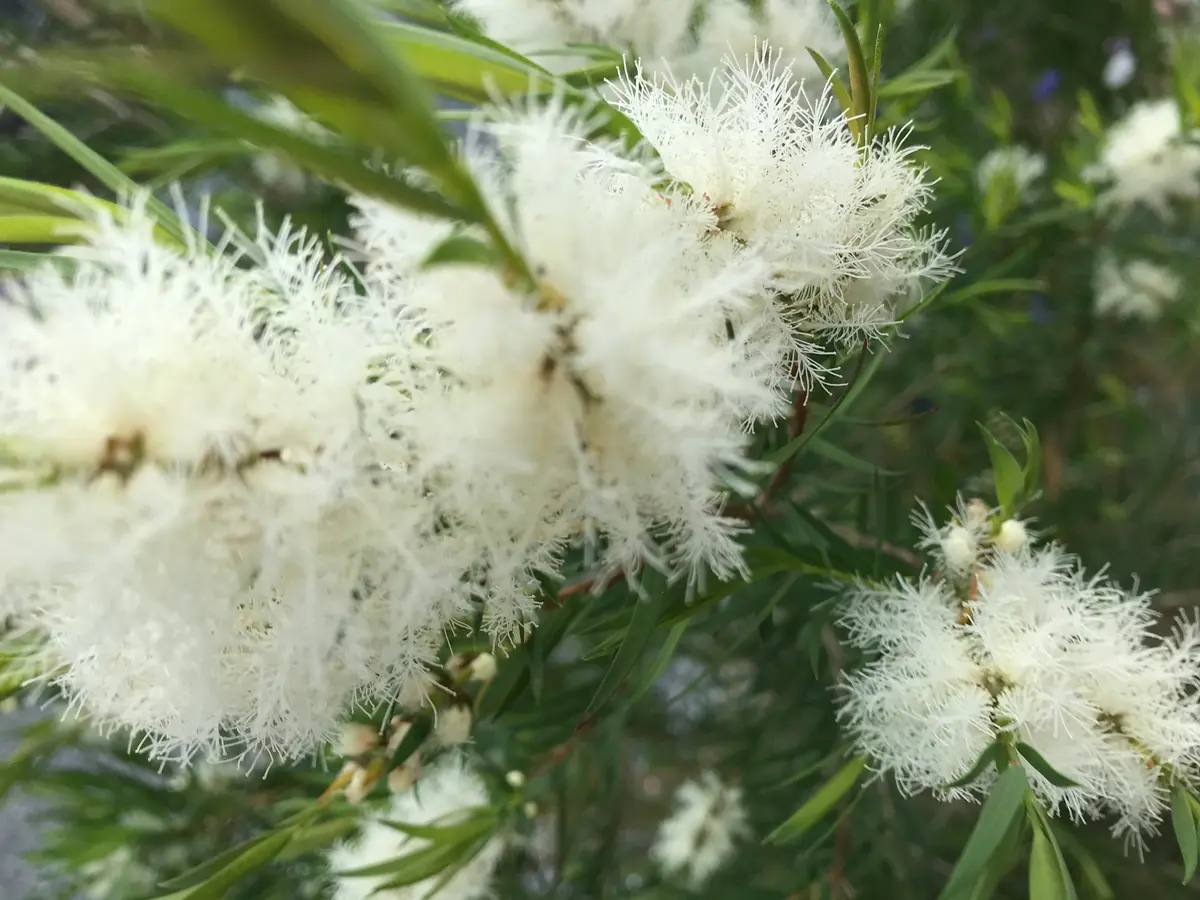 メラレウカ・スノーインサマー｜園芸日記byblueblucky｜みんなの趣味の
