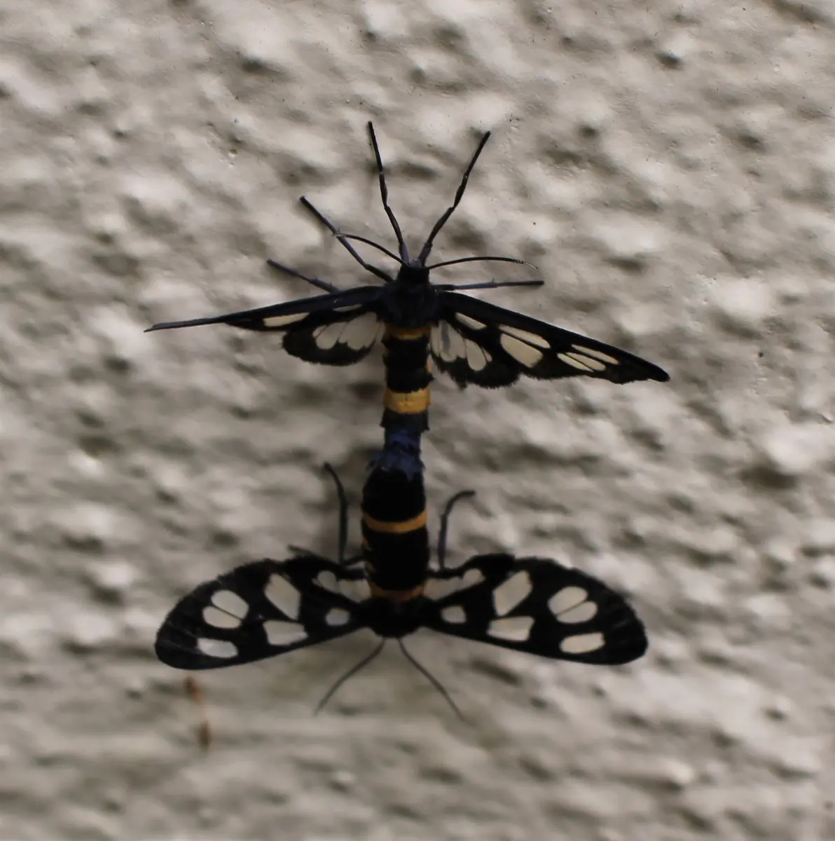 🦋虫🐛 初見の蛾｜園芸日記byねむりねこ｜みんなの趣味の園芸
