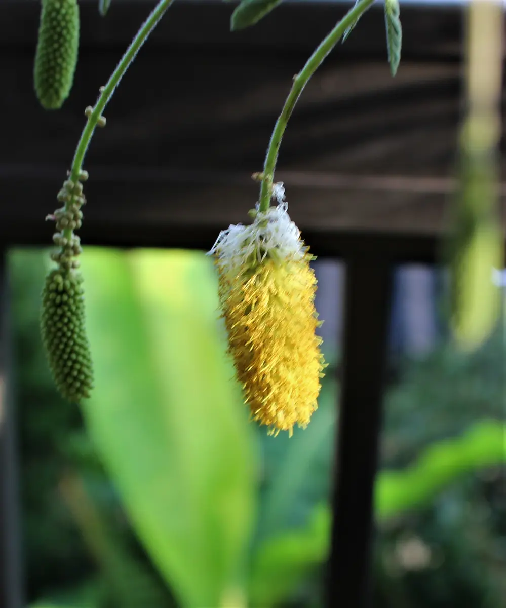 ホタルの木｜園芸日記byねむりねこ｜みんなの趣味の園芸｜696564