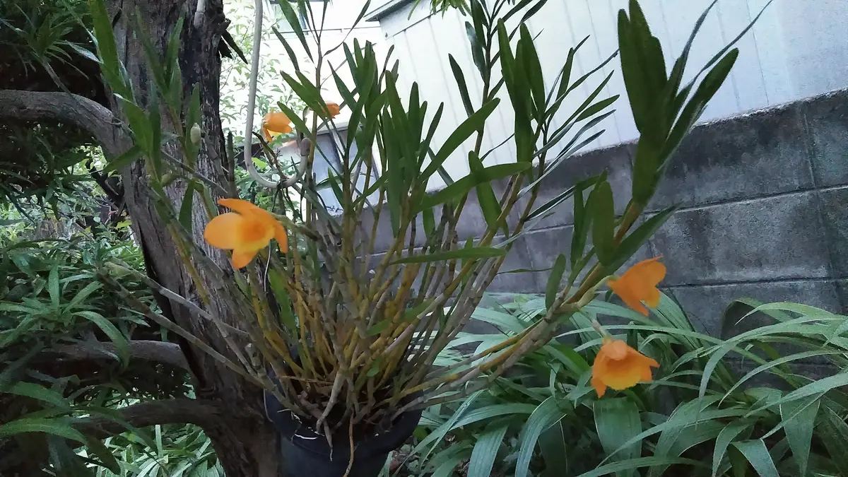 台灣セッコク 台湾セッコク｜園芸日記byキラkira｜みんなの趣味の園芸｜696786 台灣