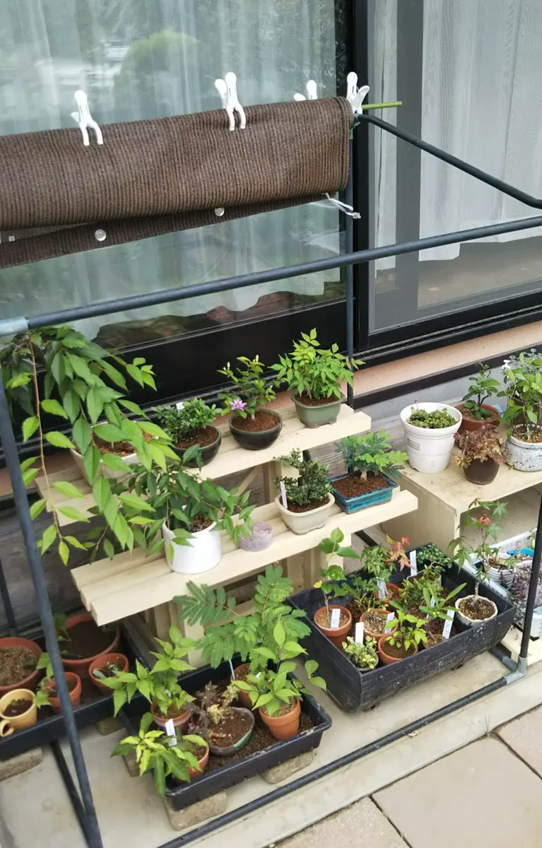 盆栽棚の夏仕様。｜園芸日記bySakurasou｜みんなの趣味の園芸｜697071