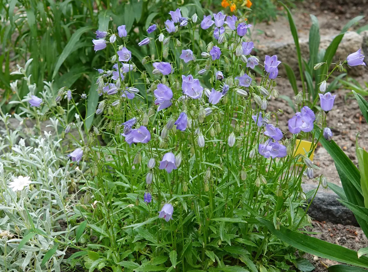 カンパニュラ | 株式会社ハクサン｜花や植物、園芸資材を取扱う