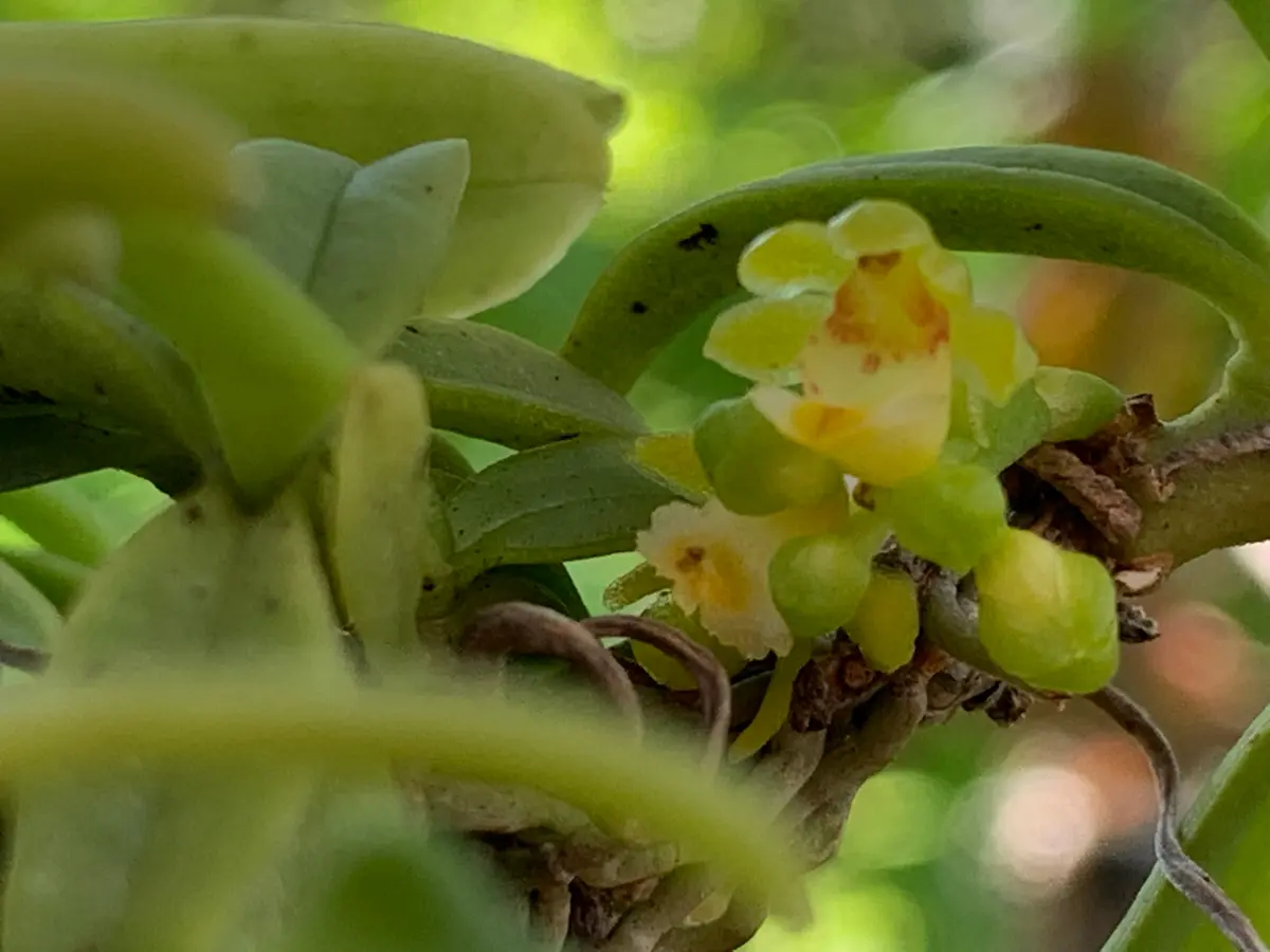 セイデンファデニアミトラタ｜園芸日記byもっとん｜みんなの趣味の園芸