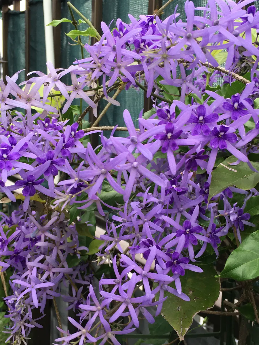 ペトレア ヴォルビリス パープル 6-5 【公式通販】