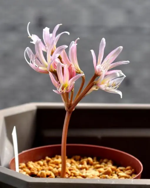楽天市場】ブルンスヴィギア ナマクアナ Brunsvigia namaquana