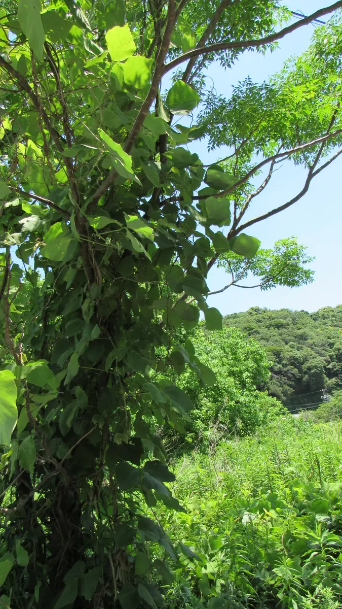 気になる雑草-葛(クズ)｜園芸日記byshinji70｜みんなの趣味の園芸｜699519