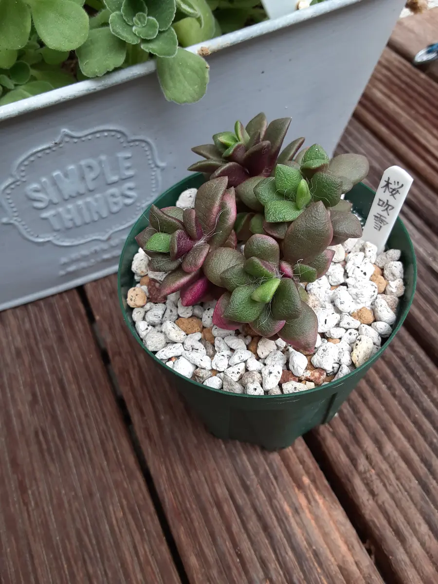 葉挿し出来ちゃった😅💗｜園芸日記byぷぅに。｜みんなの趣味の園芸｜699822