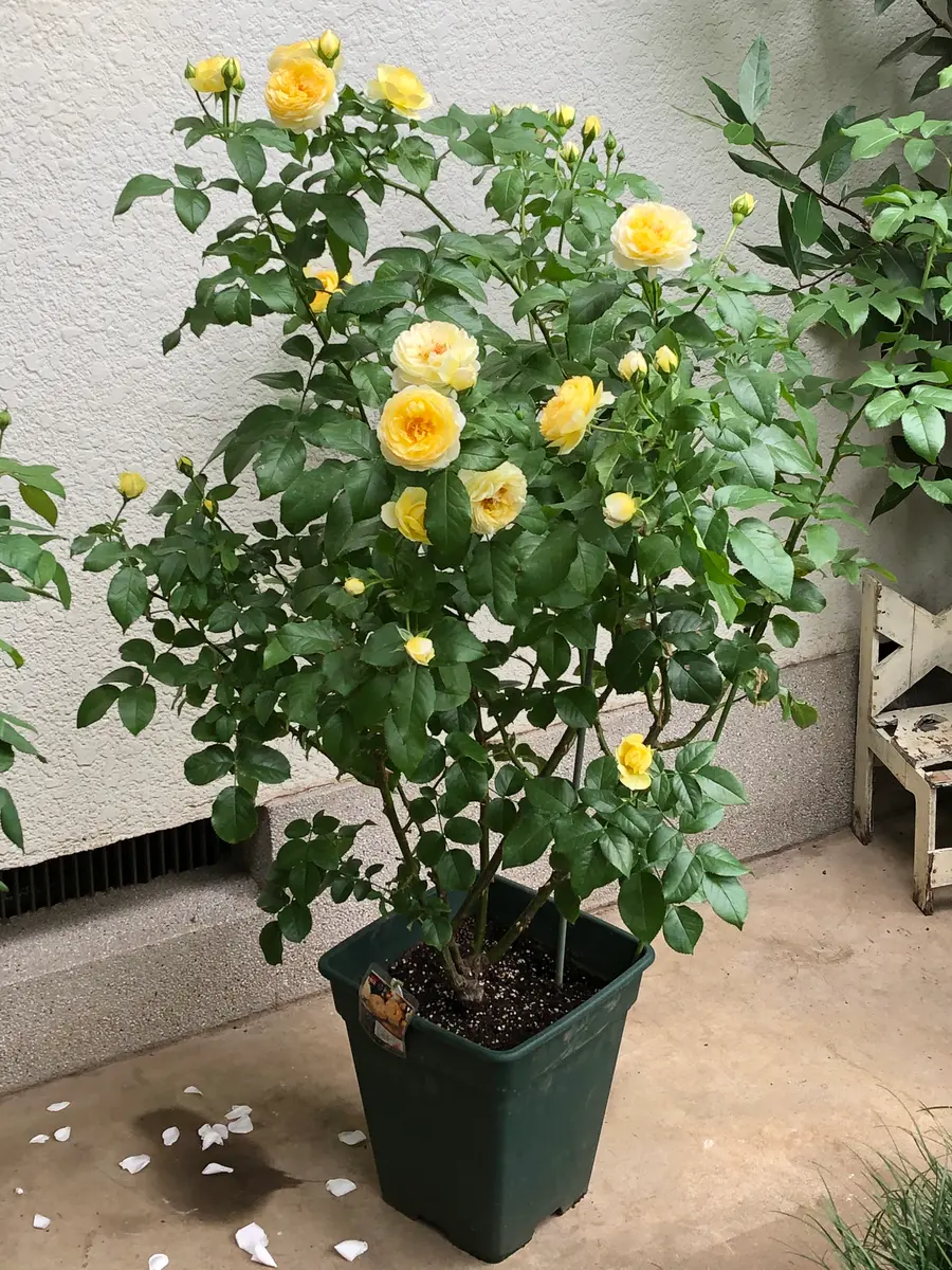 今咲いている薔薇の二番花｜園芸日記byみそスープ｜みんなの趣味