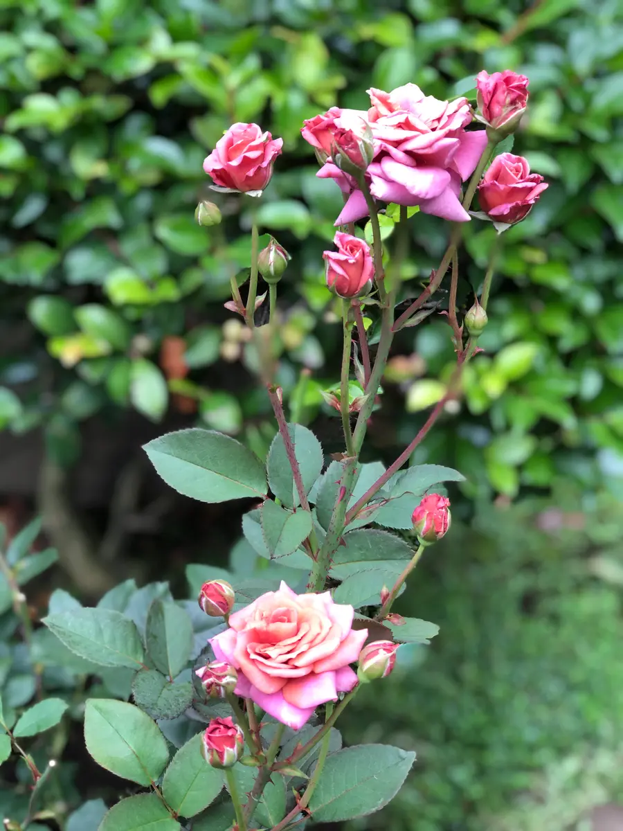 バラの二番花が ちょこっと咲いた (^^♪ | 庭の小さな花ばたけ