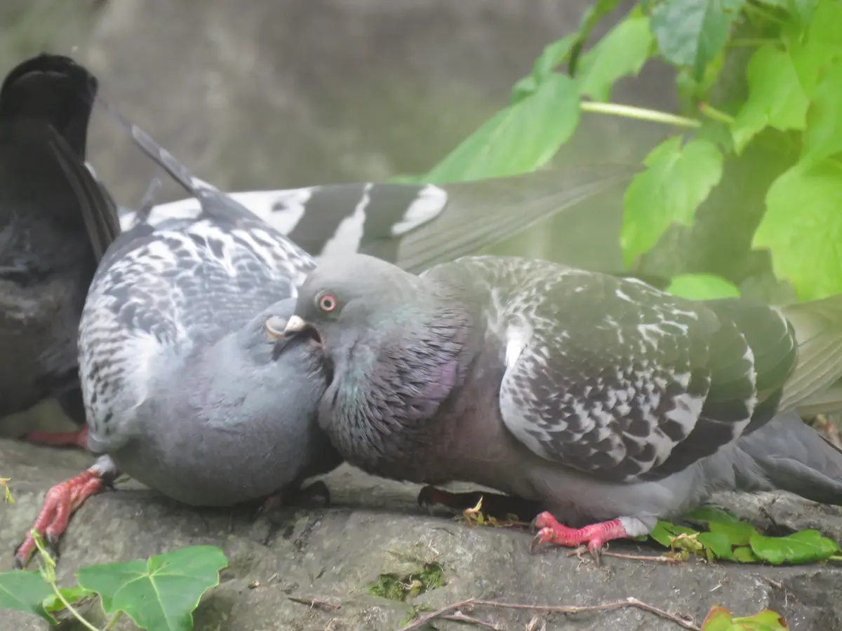カワラバト｜園芸日記byくろのすけ（ミゾゴイ）｜みんなの趣味の園芸