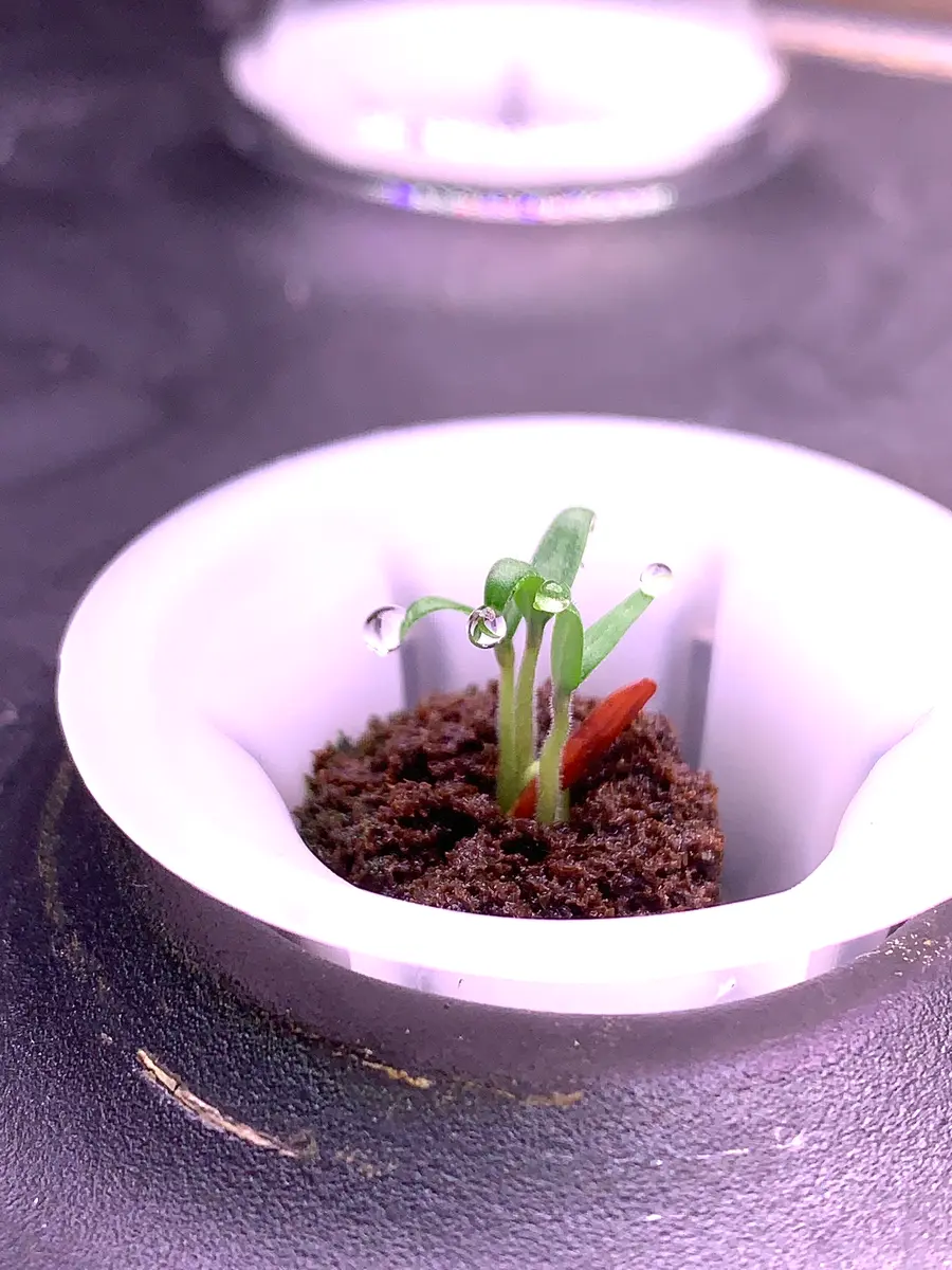 ジャスミン様　ご確認用♡ ジャスミンさまご確認用 ジャスミン様確認用 jasmin様ご確認用