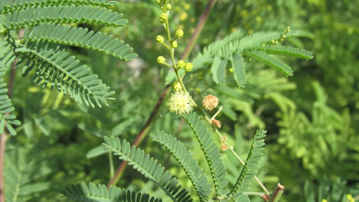 咲き始めました～アカシア・デアネイ｜園芸日記byshinji70｜みんなの