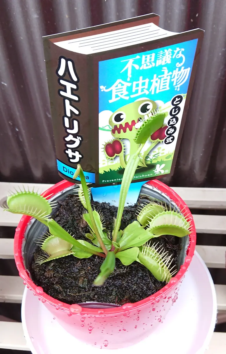 食虫毒｜園芸日記byいわて花メン🗿｜みんなの趣味の園芸｜702437