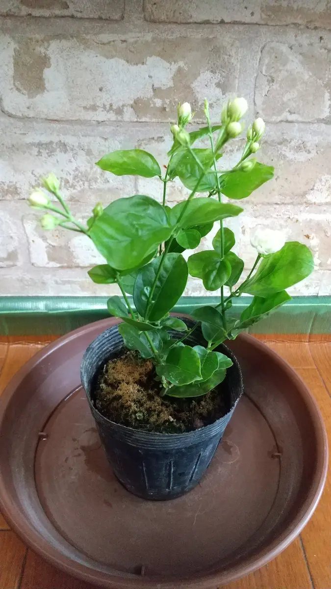 img_cache_d_703595_1_159394336