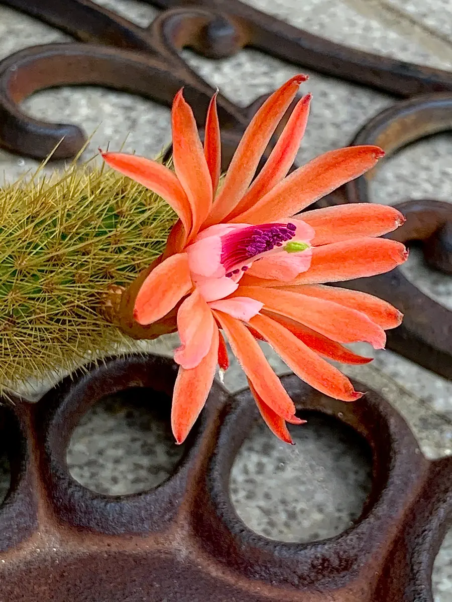 ◎金ひもサボテンの花◎｜園芸日記by檀m。｜みんなの趣味の園芸