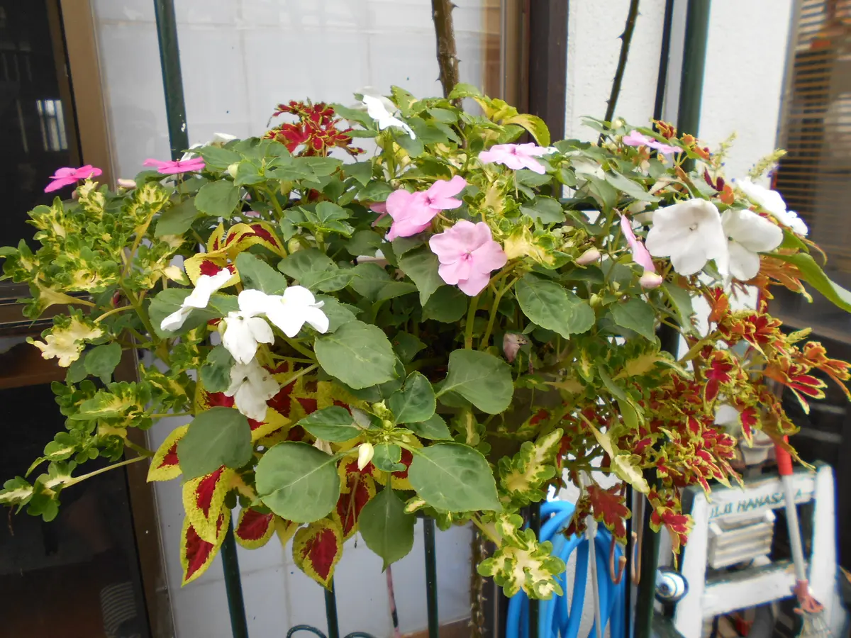 ハンギングと寄せ植えその後｜園芸日記byはなさか じいじ｜みんなの