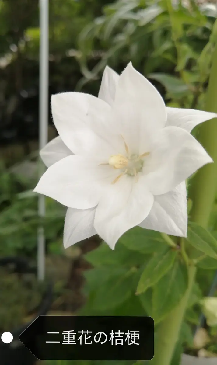二重花 の 桔梗｜園芸日記byはなとしのぶちゃん｜みんなの趣味の園芸
