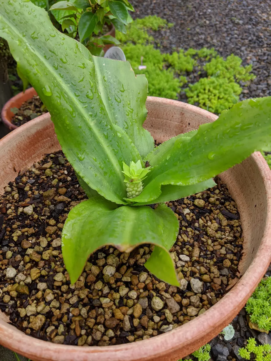 パイナップル リリー 葉 挿し