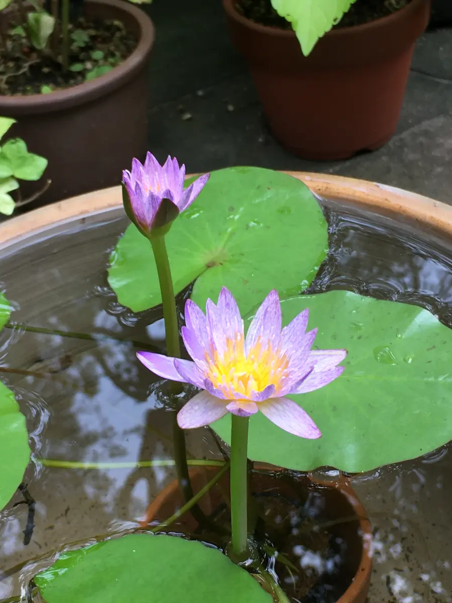 熱帯性睡蓮 ウタカタ 花芽付 熱帯性睡蓮 ウタカタ 花芽付 - メルカリ