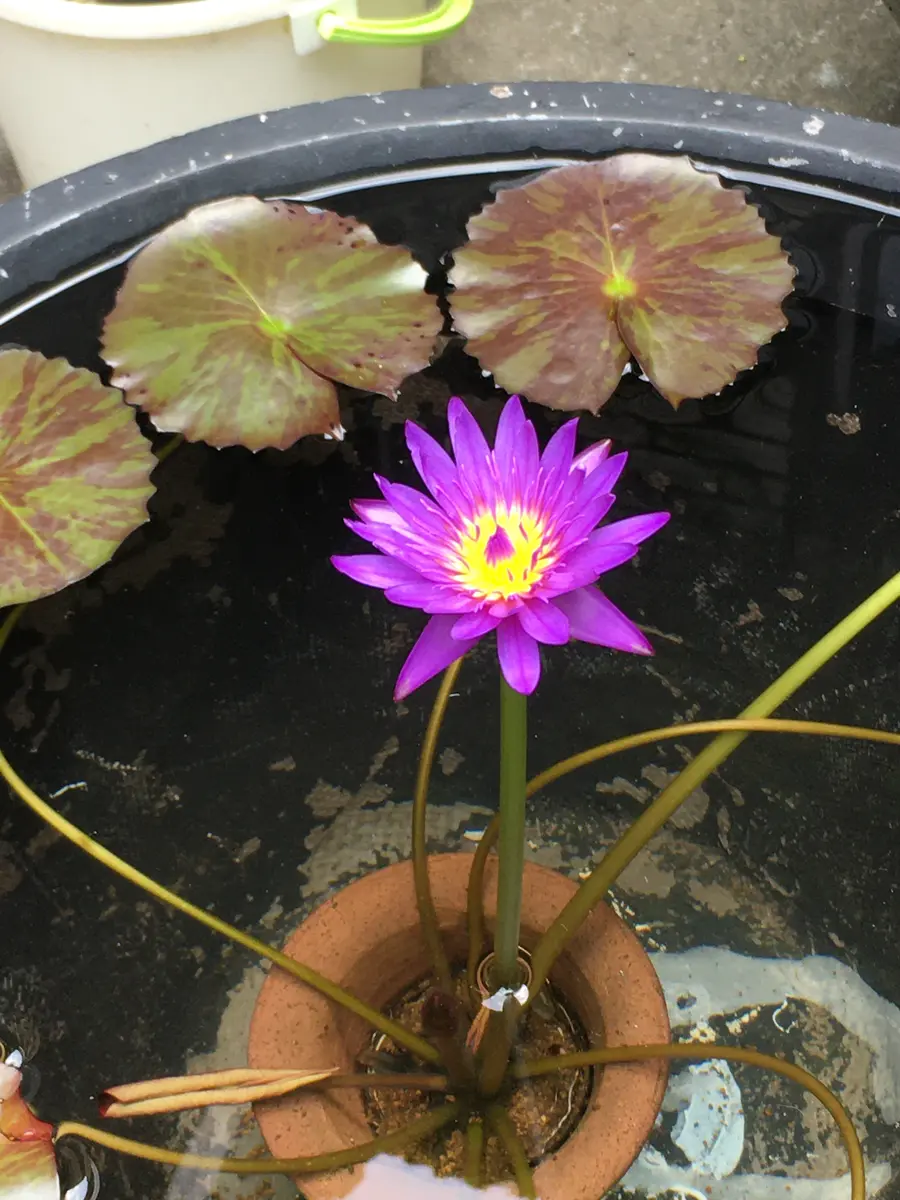 熱帯スイレン｜園芸日記bykeichangarden｜みんなの趣味の園芸｜706242