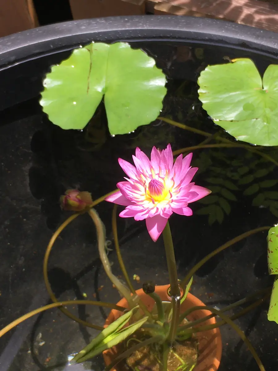 熱帯スイレン｜園芸日記bykeichangarden｜みんなの趣味の園芸