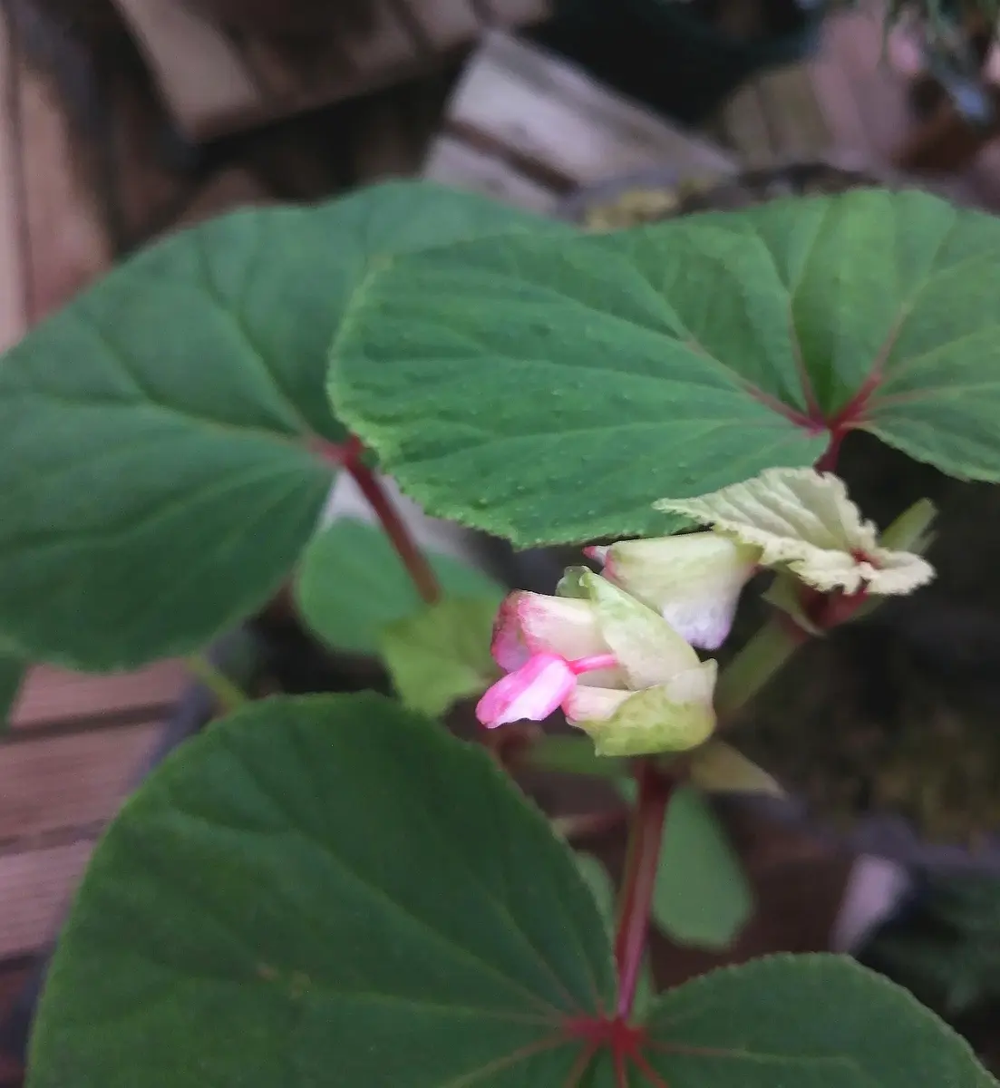 名前知らずの山野草 ※教えて頂き解決済です｜園芸日記by白やぎ