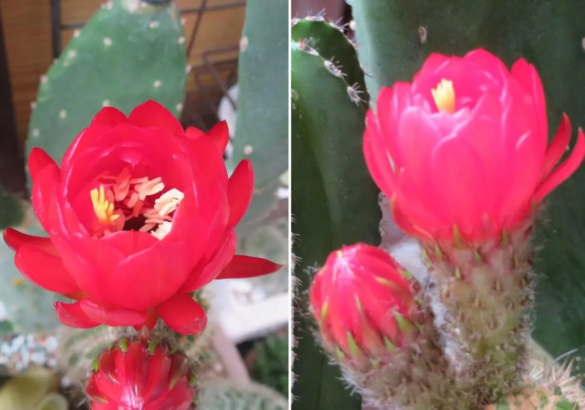 🌵柱サボテンの花🌵|園芸日記byロッキー|みんなの趣味の園芸 🌵柱サボテンの花🌵|園芸日記byロッキー|みんなの趣味の園芸