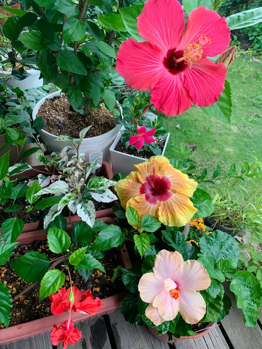 艸`)またまた開花🌺｜園芸日記byhiromin*✿॰ॱ｜みんなの趣味の