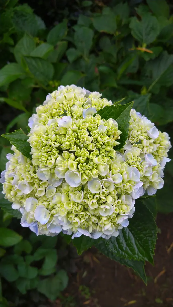 紫陽花「モナリザ」｜園芸日記by撫子🌹｜みんなの趣味の園芸｜707541
