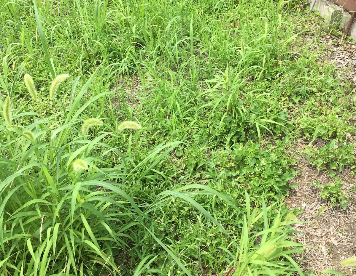 雑草ってたくましい｜園芸日記byしまくじら｜みんなの趣味の園芸｜707577