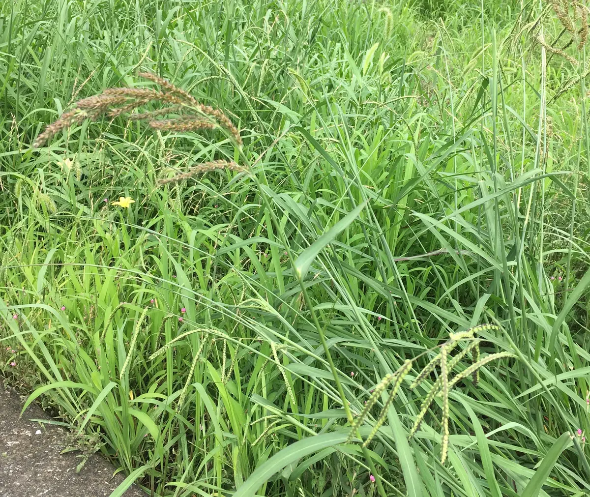 雑草ってたくましい｜園芸日記byしまくじら｜みんなの趣味の園芸｜707577