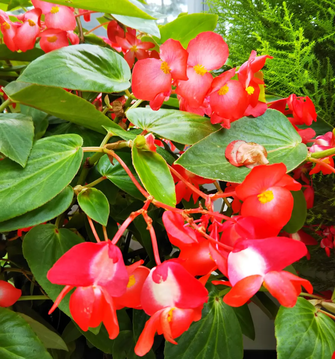 ベゴニア写真集　Asian Begonia 300 Species … 300 Species Portraits Asian Begonia - BEGONIASYMAS.COM
