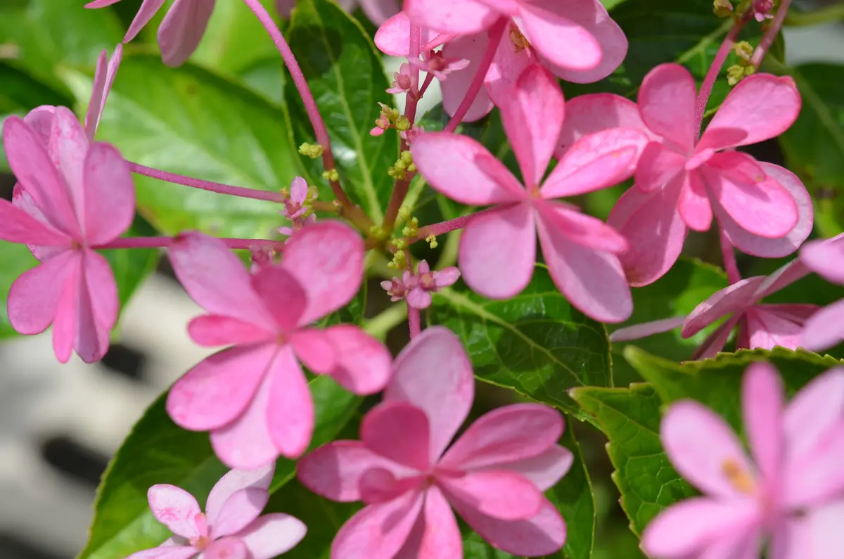 まだキレイです （紫陽花がきれいです、梅雨明けはまだです。｜園芸 