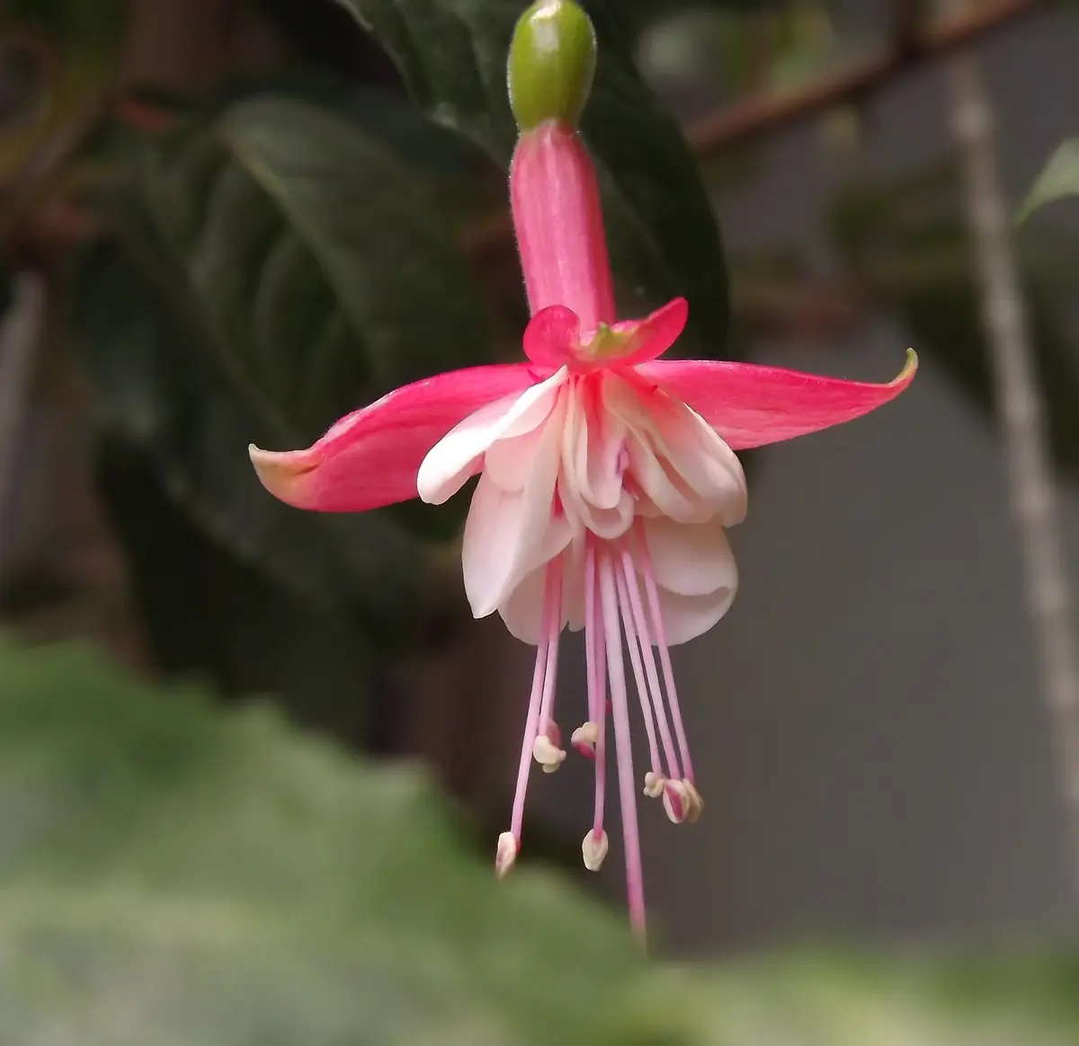 ベゴニア スノーキャップド ピンク斑入り（フクシアの日記一覧  