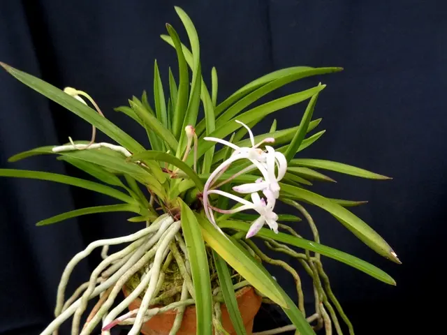 薄っすらピンクの風蘭｜園芸日記byこんちゃん｜みんなの趣味の園芸｜708564