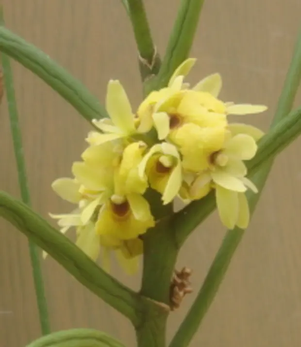 初花のボウラン｜園芸日記byじゅんいち｜みんなの趣味の園芸｜708617